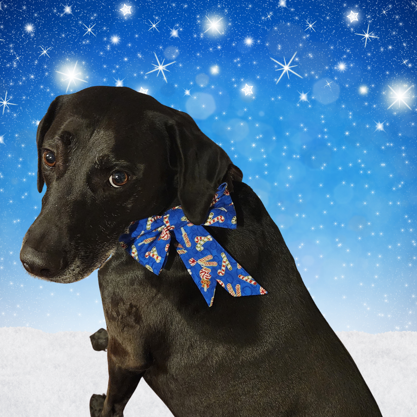 Pet Collar Bow Sewing Pattern, Easy Beginner PDF and Projector Files with 8 Sizes