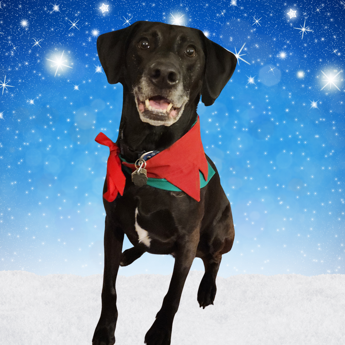 Holiday Pet Over-Collar Sewing Pattern, Easy Beginner PDF and Projector Files with 8 Sizes