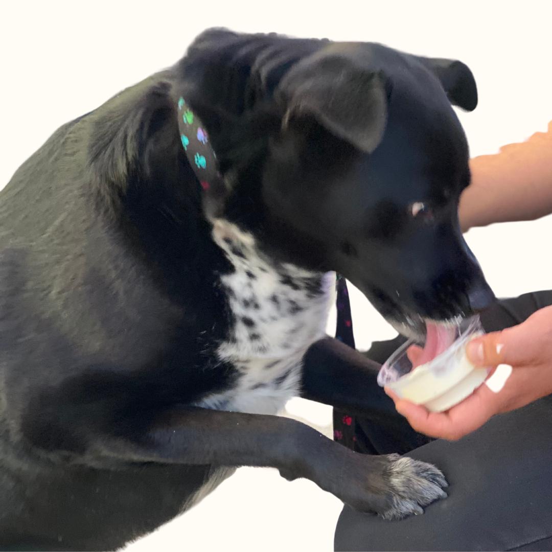 Black and white dog wearing the handmade paw print collar while eating a treat