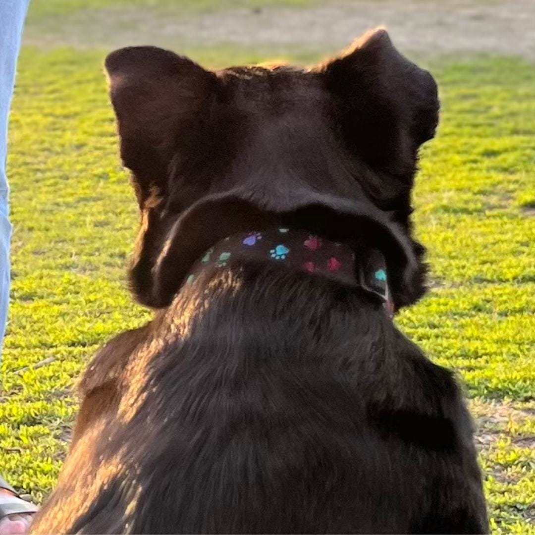 Black dog from behind wearing a handmade paw print fabric collar on green grass