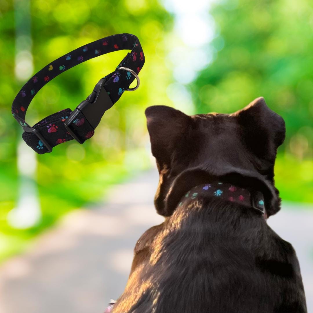 Paw print dog collar shown next to a black dog wearing the matching collar